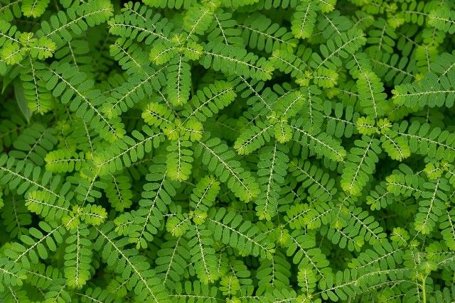 Chanca piedra - Drtič kamenů - peruánská bylina