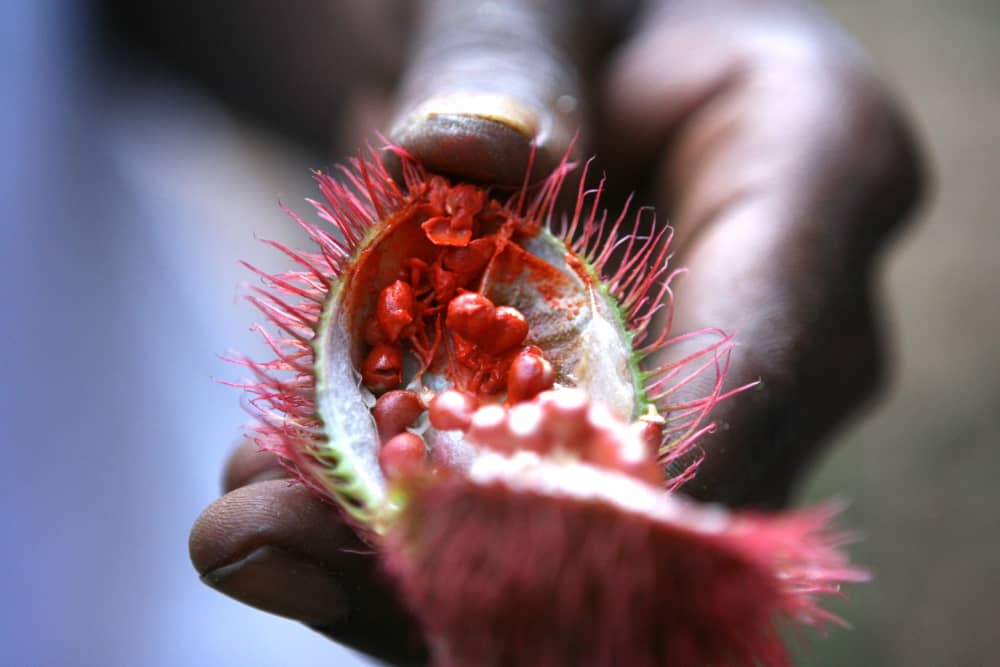 Bylinný čaj Achiote - také nazývané achote, anato, urucu, Oreláník barvířský | Herbavis
