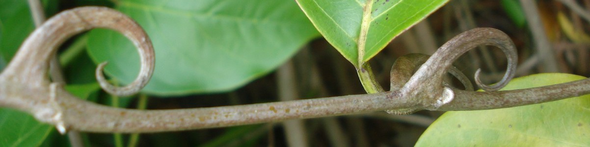 Vilcacora (Kočičí dráp, Uňa de gato, Uncaria tomentose) - bylina