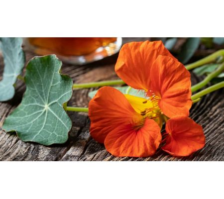 Lichořeřišnice FORTE +Vitamin C +Sangre