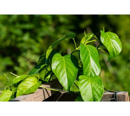 GlukoVital FORTE - Gurmar